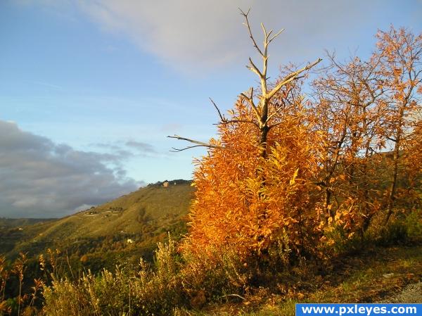 yellow tree